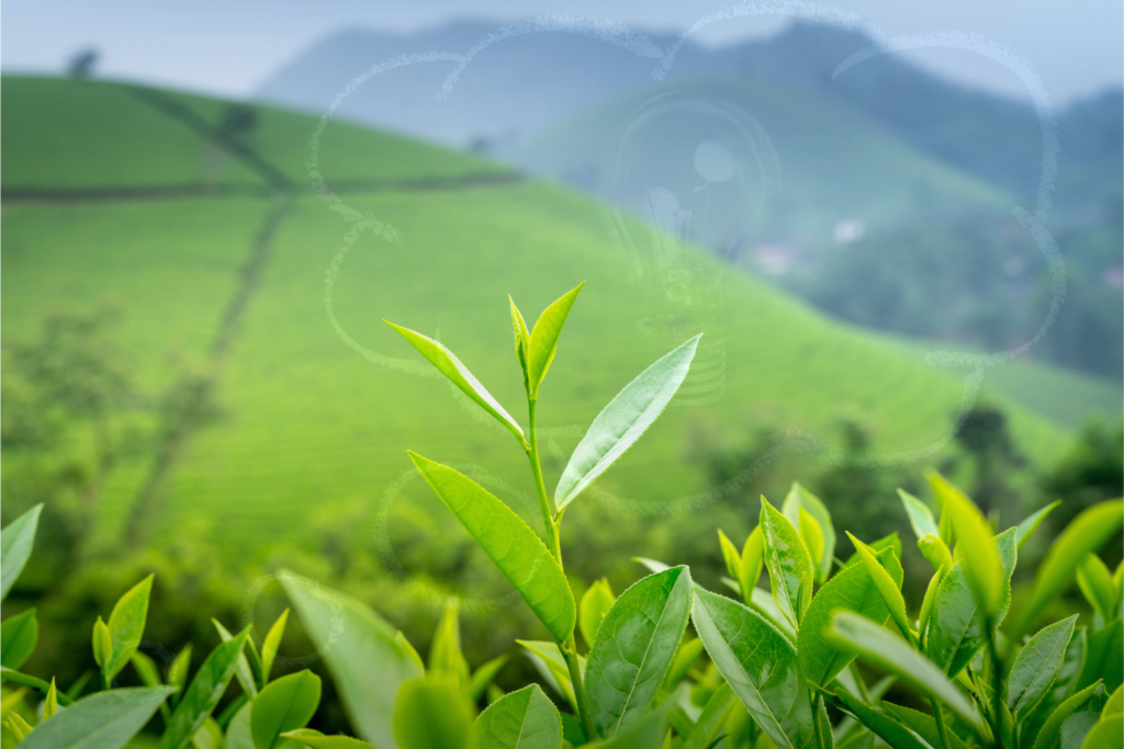 Teaart vision